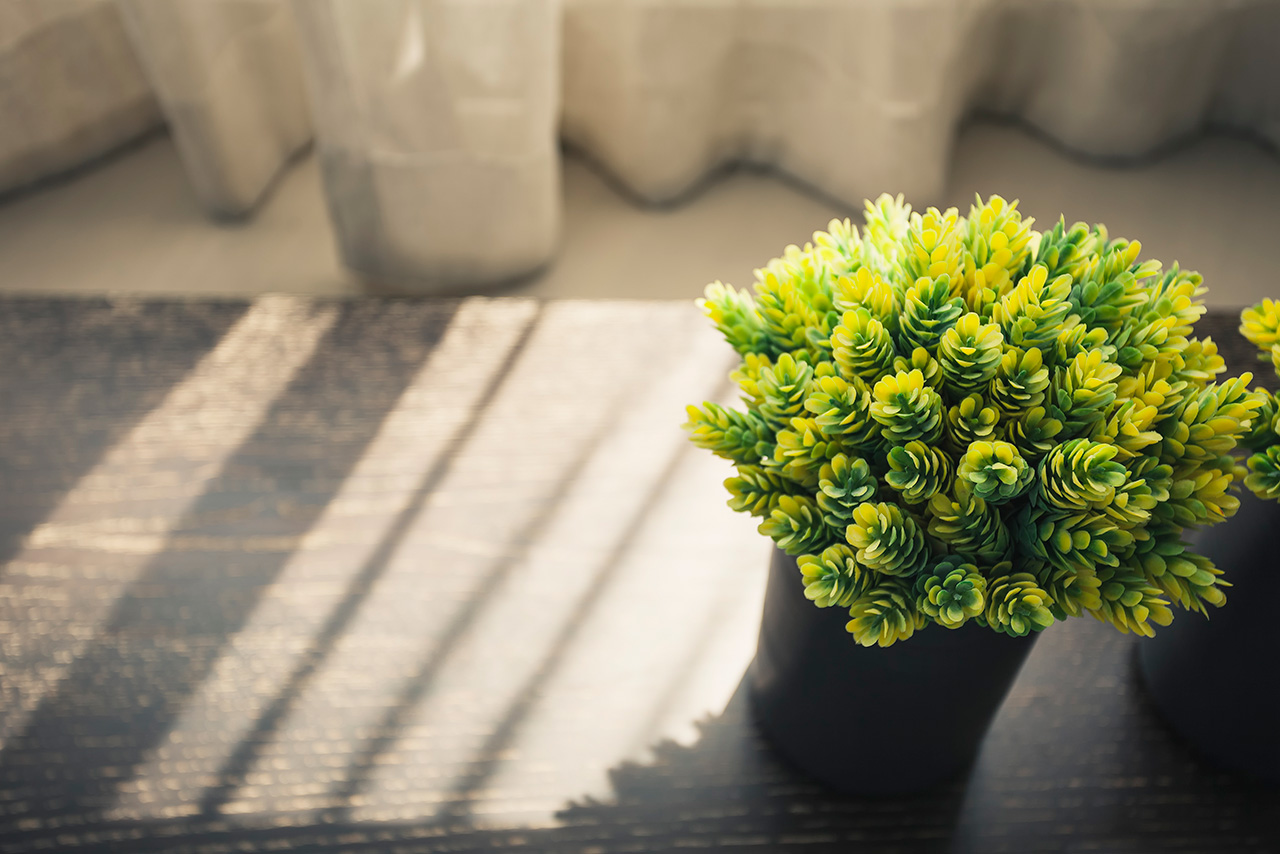 Home interior Green plant